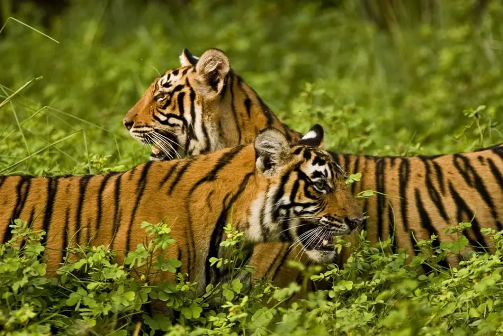 HHPS-IntrepidTravel-india_ranthambore_bengal-tigers-park-1100×735