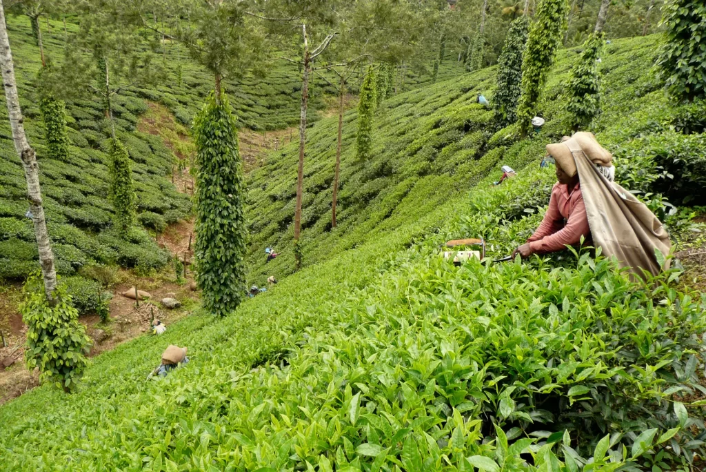 PIES_india_kerala_tea-plantation-hills